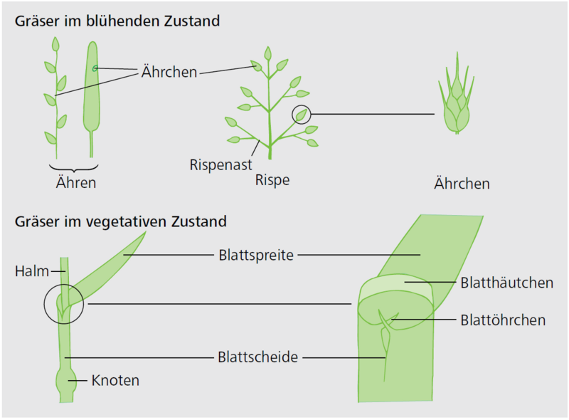Gräser bestimmen und erkennen eAGFF
